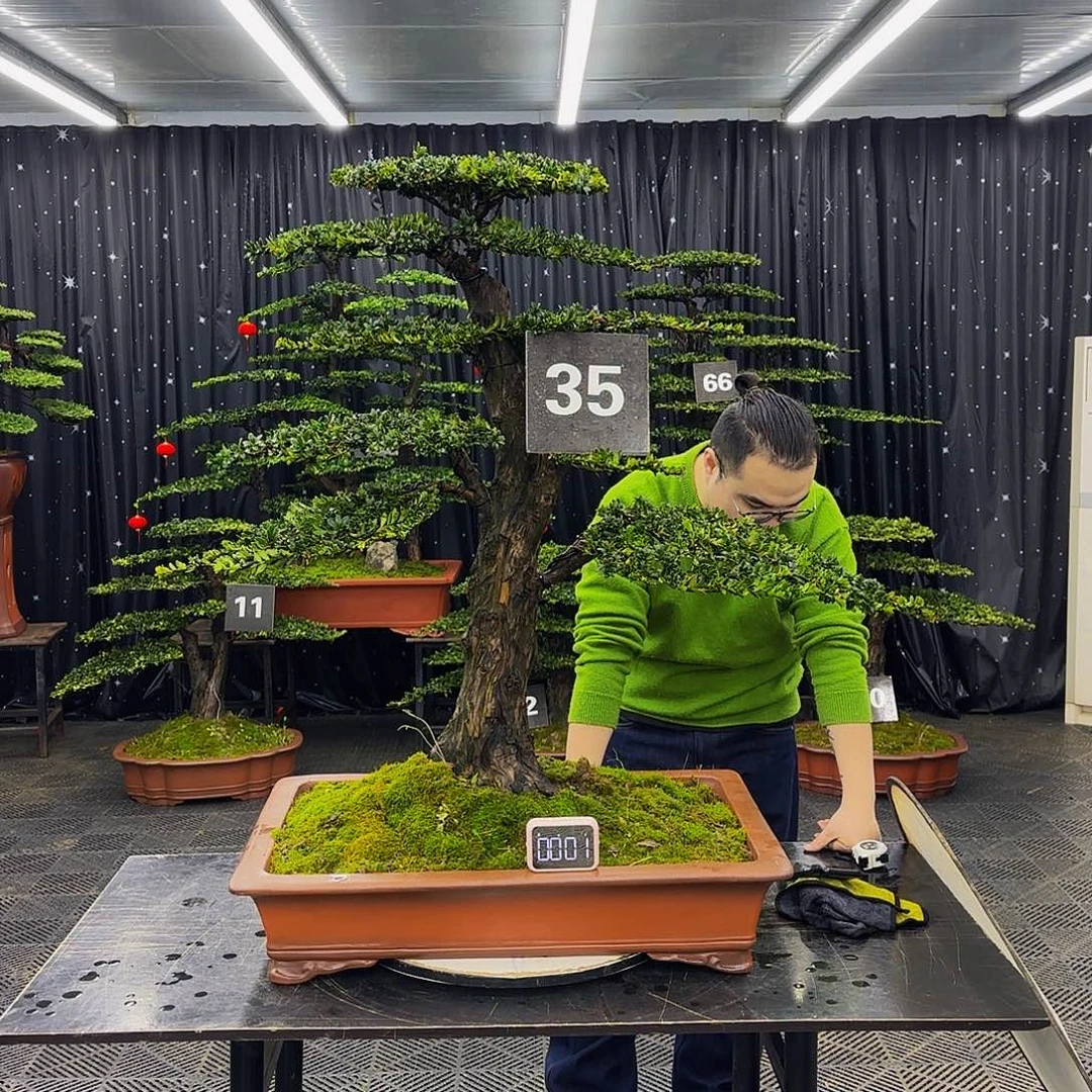 红芽罗汉松高端造型盆景