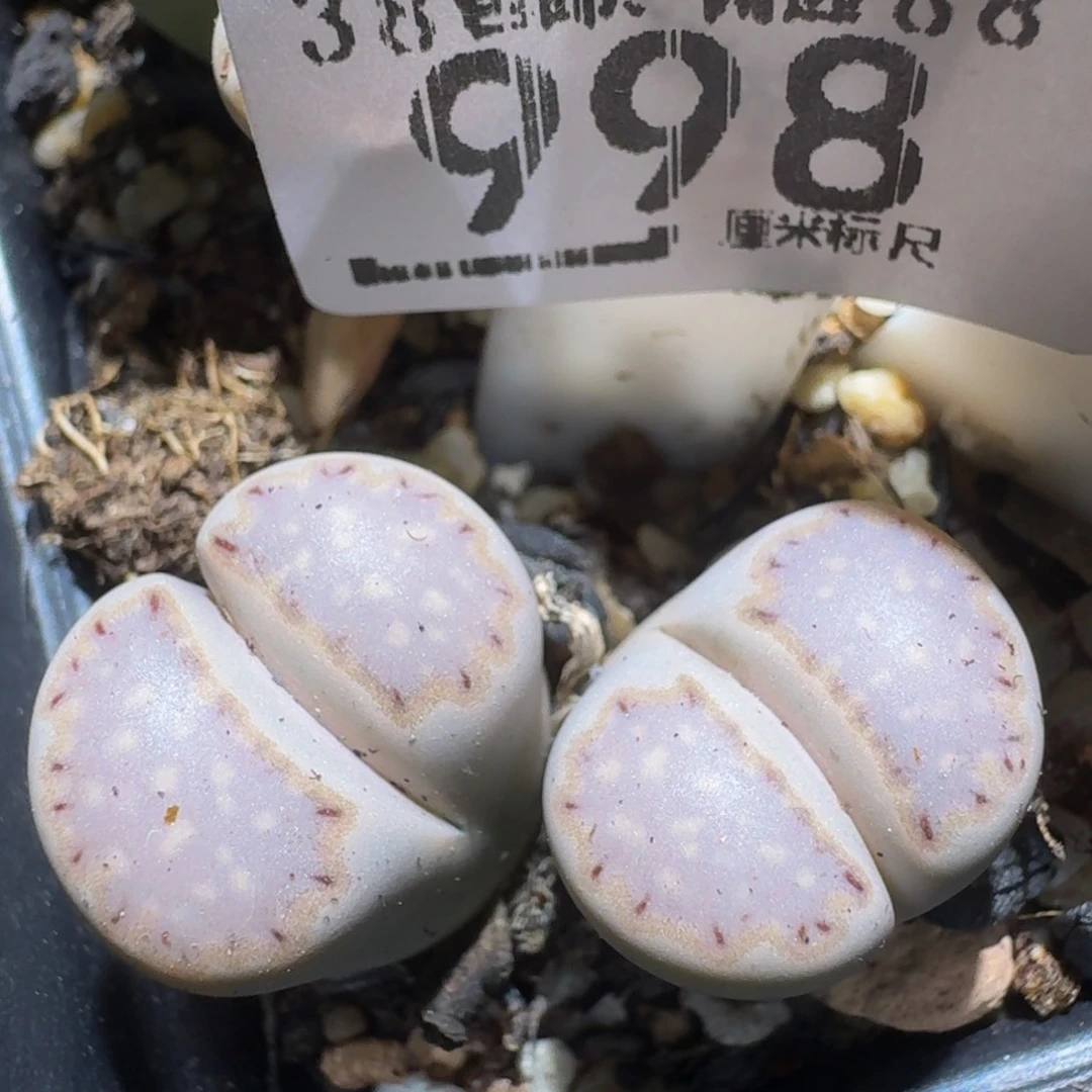 Zzzzz生石花肉锥998