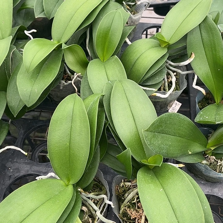 当前无花栽培后可以开花樱花3.0残苗