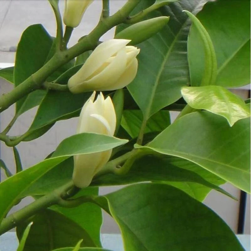 白兰花盆栽正宗嫁接白黄兰树苗四季开花大苗庭院阳台植物室内浓香