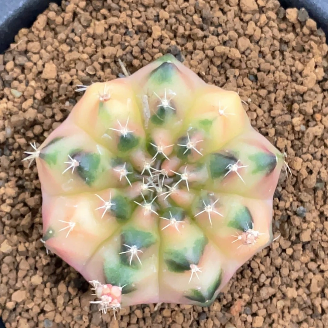当前无花朵，栽培后可花朵柠檬水