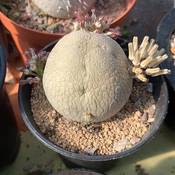 实生凝蹄玉仙人球