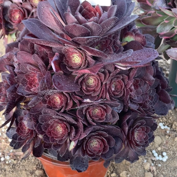 979多肉植物桃花石