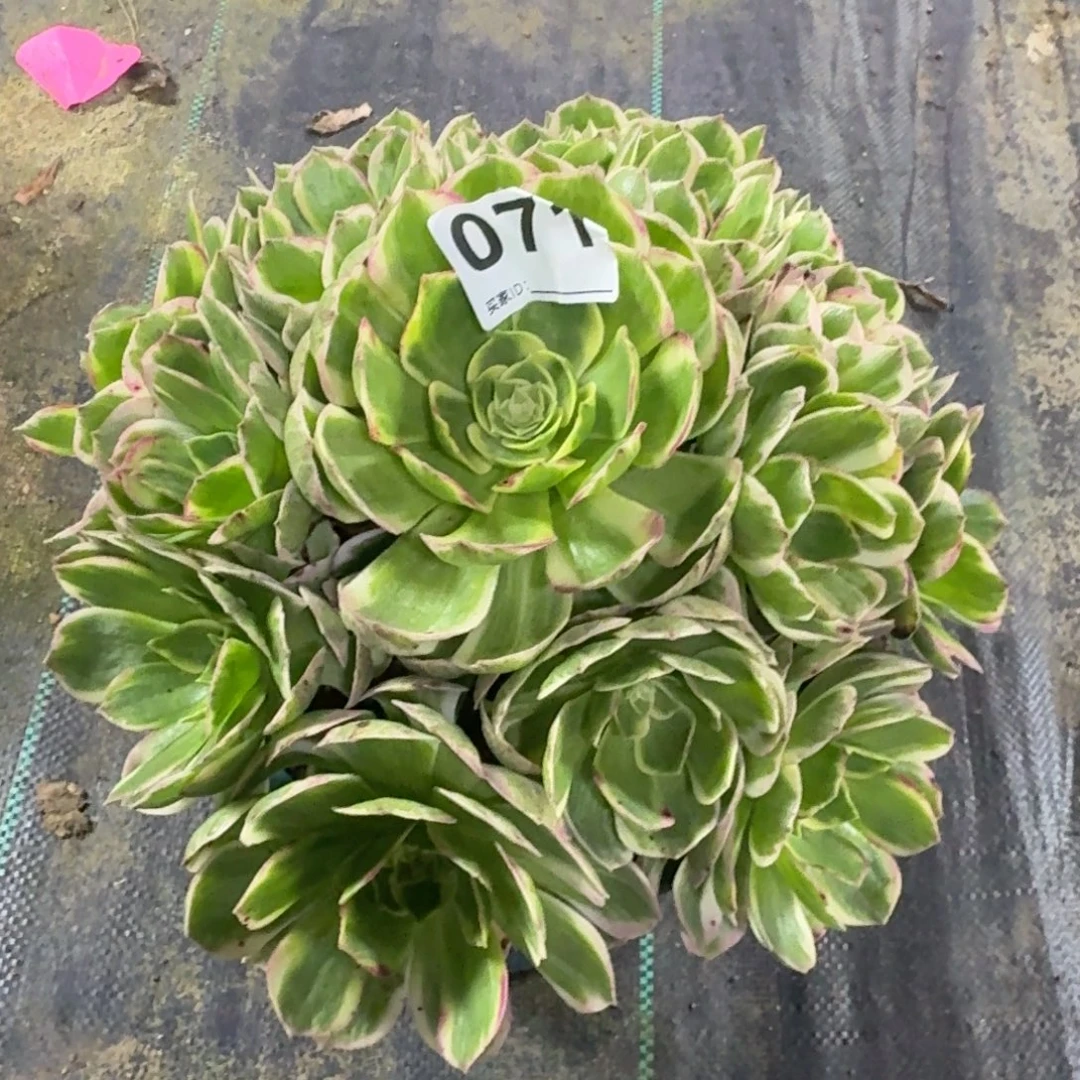 海鲜多肉植物老庄071