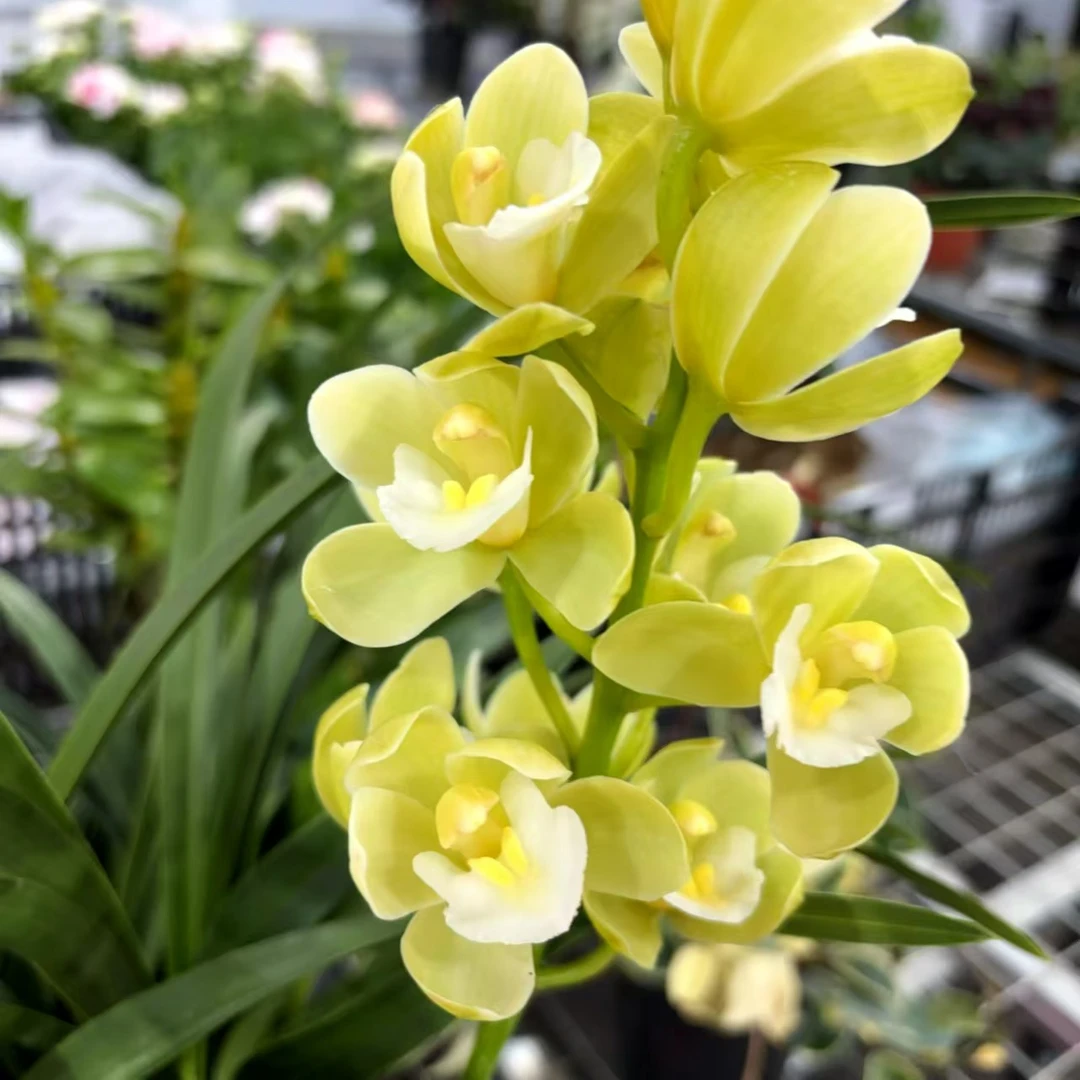 白舌香兰  带花剑兰花黄绿色耐寒好养室内阳台 云南鲜花绿植