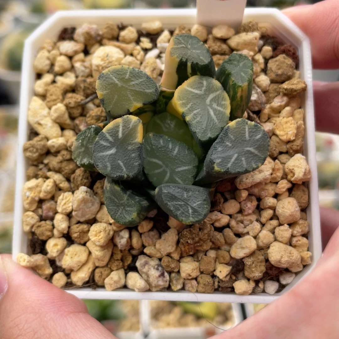 小蔡的菜园92白妙实生锦