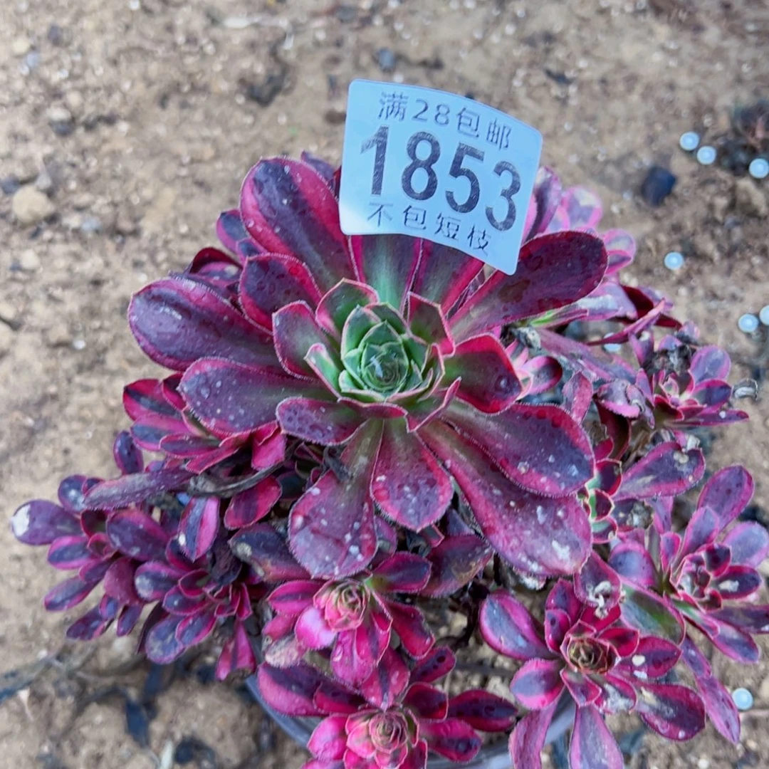 1853香奈儿多肉植物