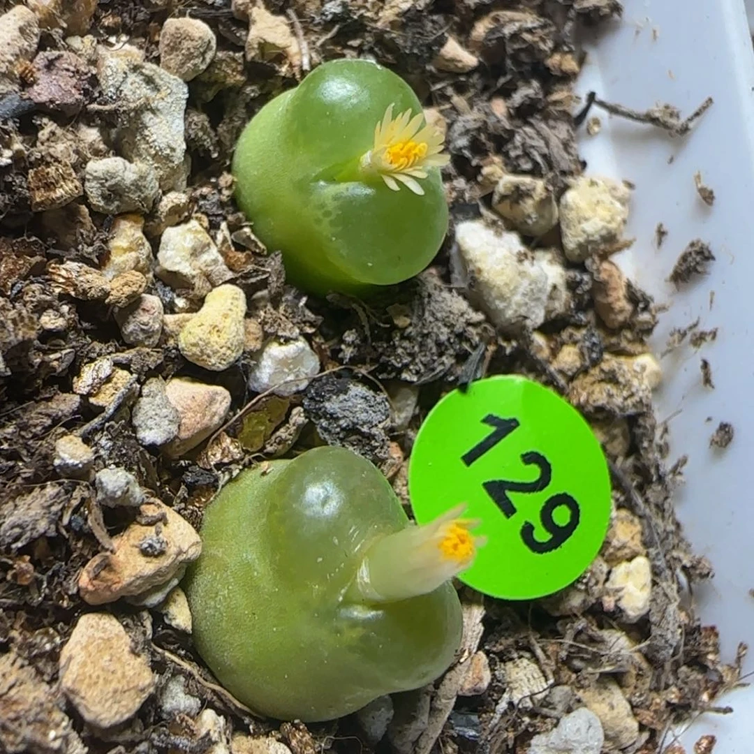 雪茄1.1+多肉植物129