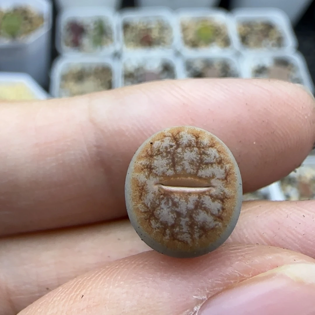 99二蜕变异清框福利30包邮