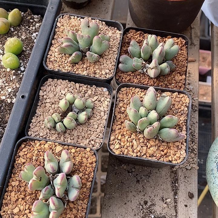 6501沙文利亚一颗