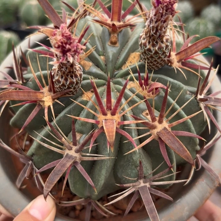 实生宽刺日出好养皮实