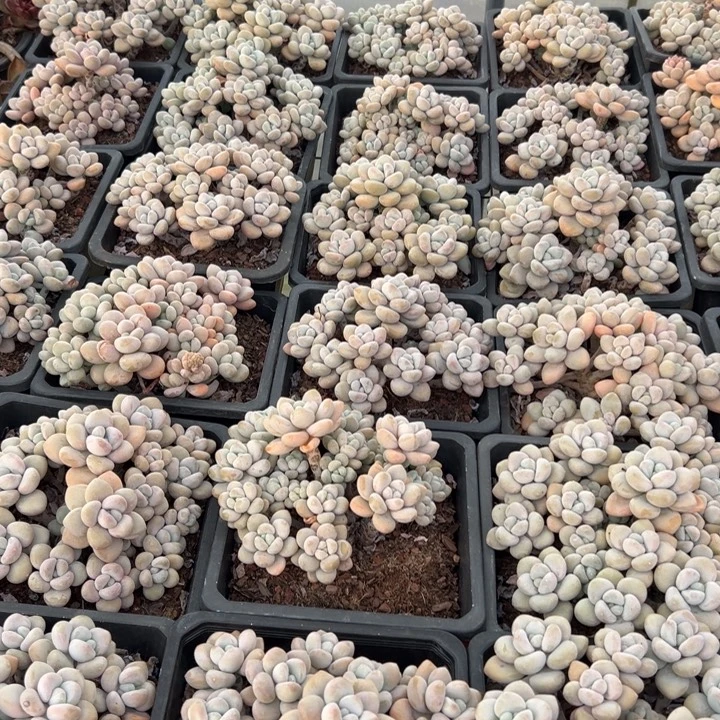 精品多肉植物老桩随机发一棵泡泡糖杂交