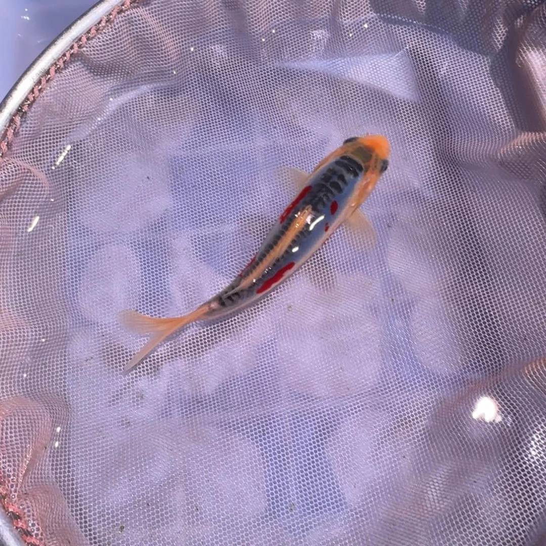 锦鲤锦鲤大热卖中6