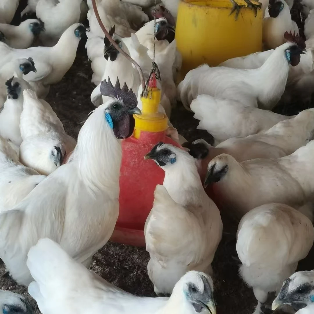 2斤到2.5斤蓝耳江山白毛乌骨鸡宠物鸡顺丰发货