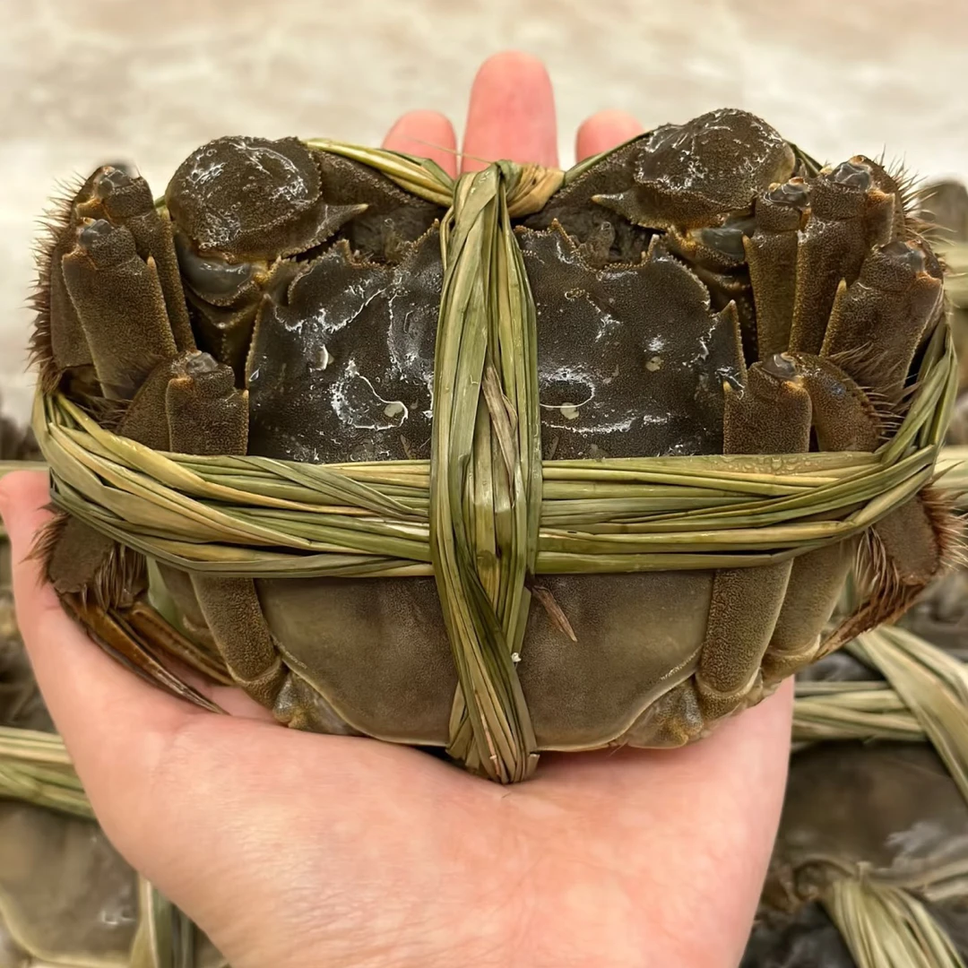 国产固城湖大闸蟹母蟹公蟹100g~250g每只3两左右盒装严格选蟹小时达同城送