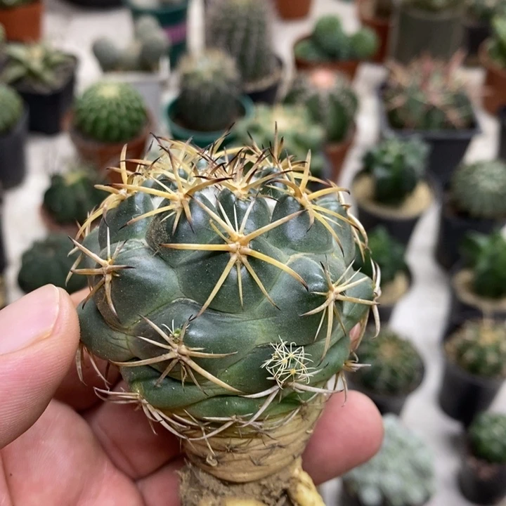 实生天丝象牙特价
