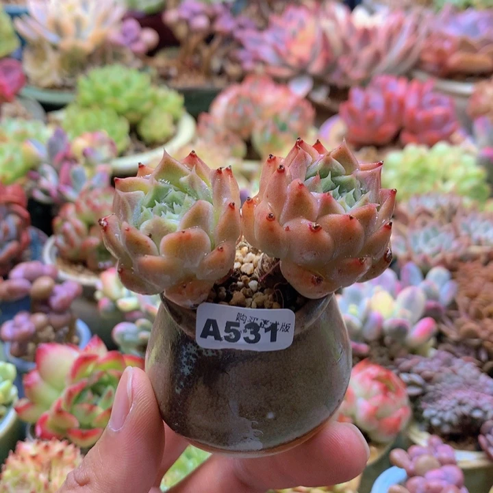 一物一拍含盆土满38包邮A531