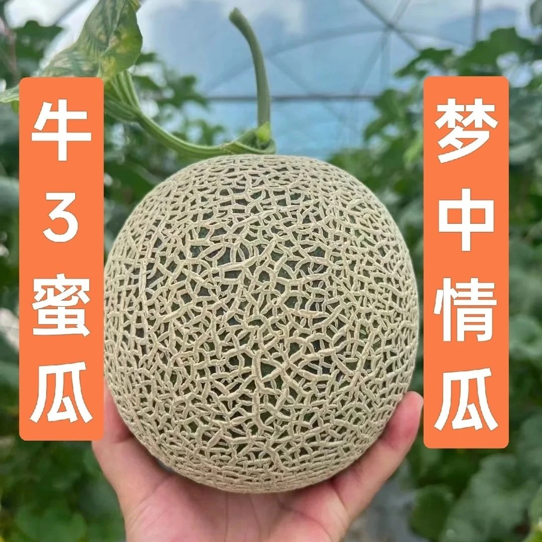 （顺丰包邮）内蒙古五原县牛三网纹蜜瓜