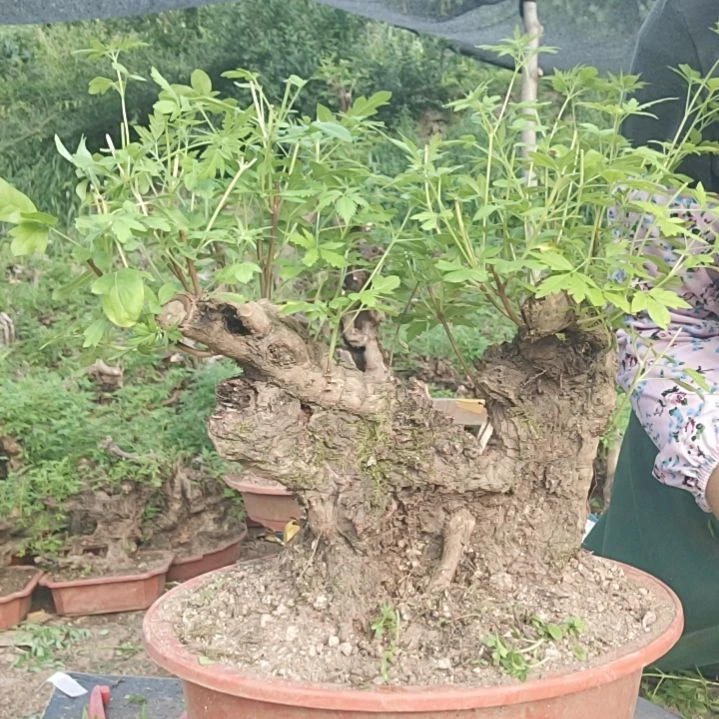 当前无花栽培后可以开花