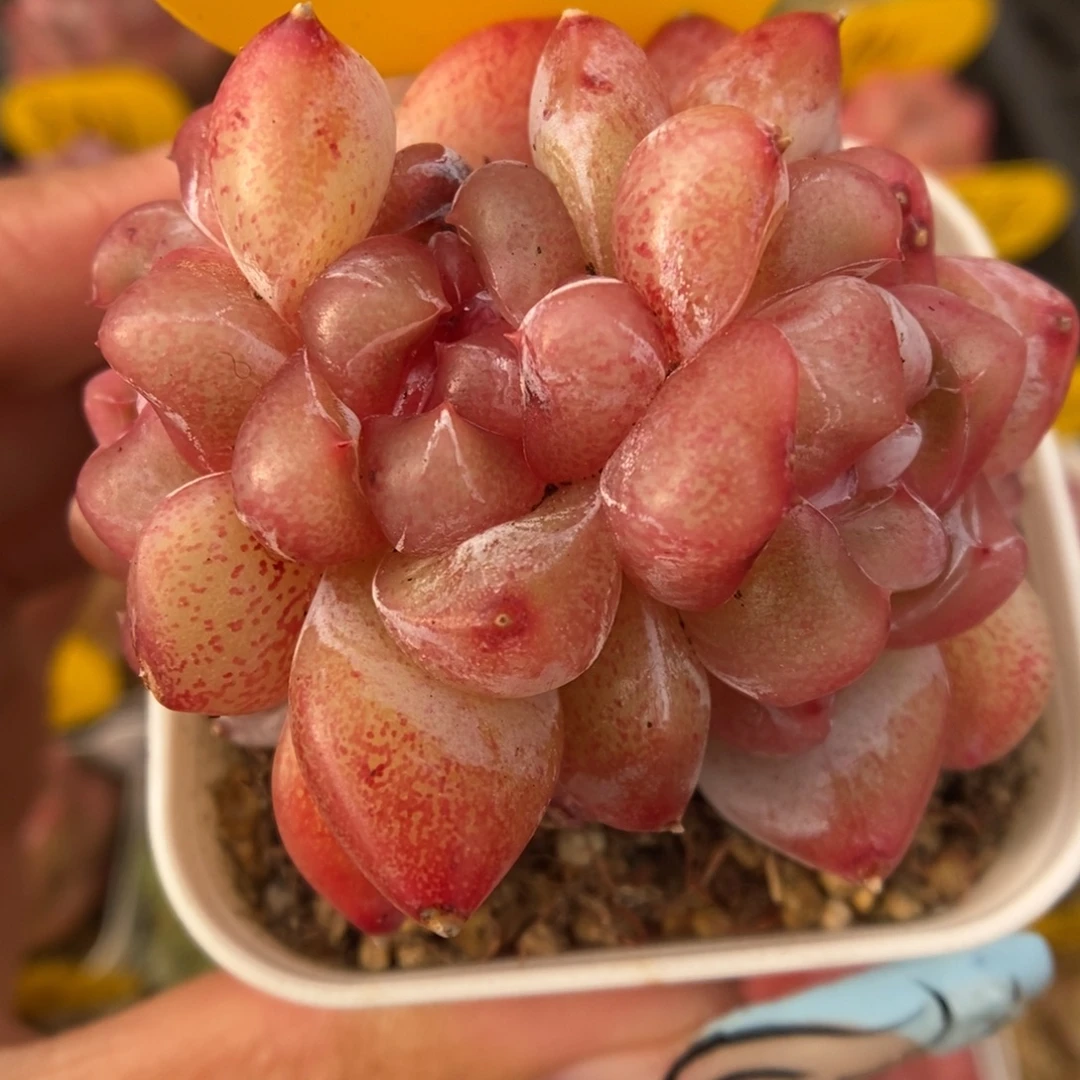 粉钻心珍妮朵朵4755号