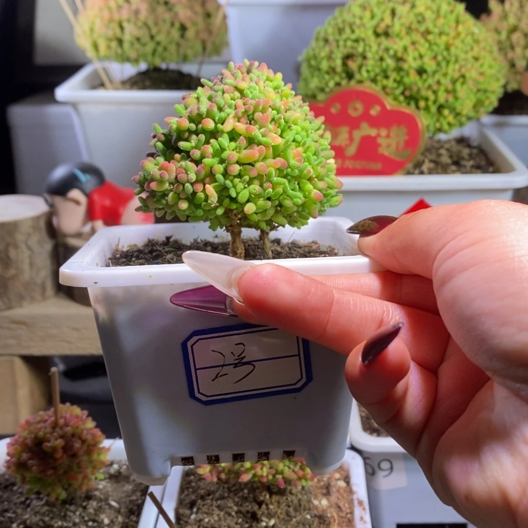 田****螂蜜橘带盆土发货一物一拍