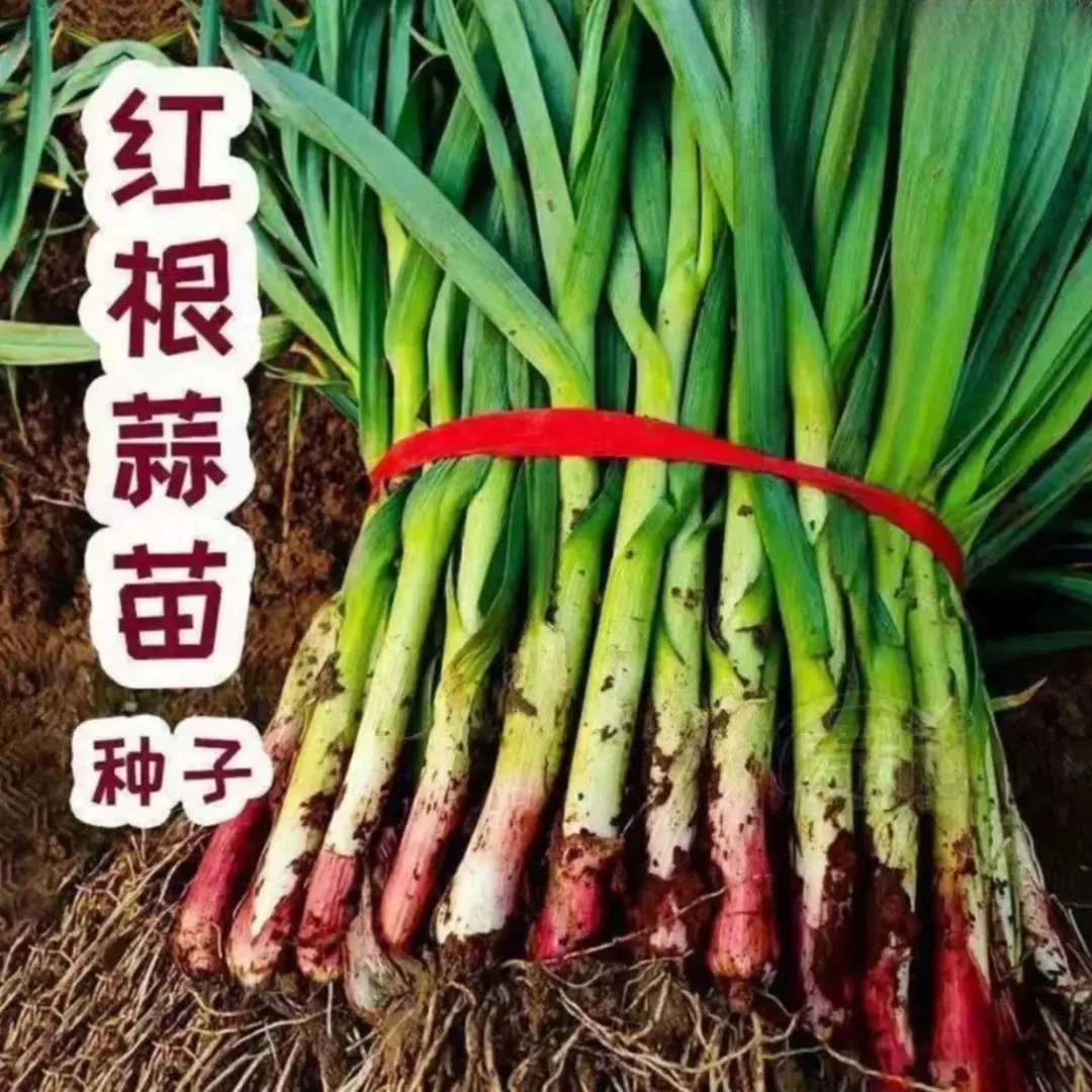 【新疆包邮】紫根蒜苗种子 家庭阳台小院盆栽地栽四季种植蔬菜籽