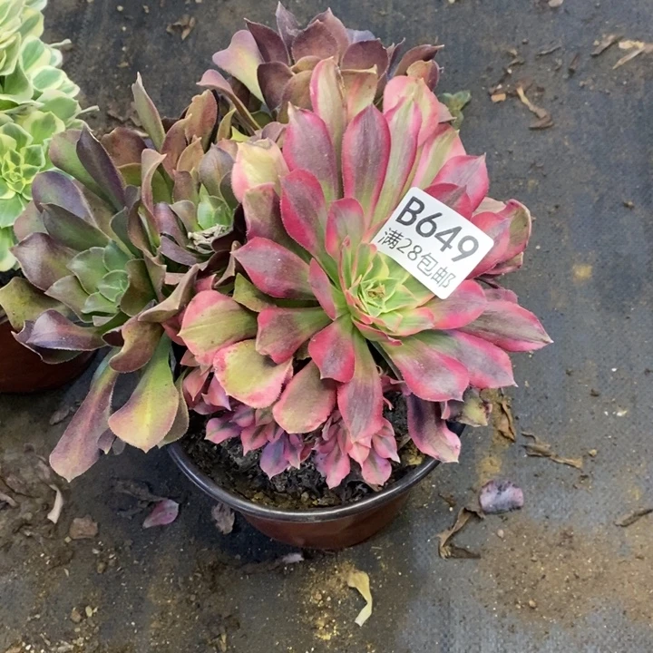 郑***7女神多肉断头不包