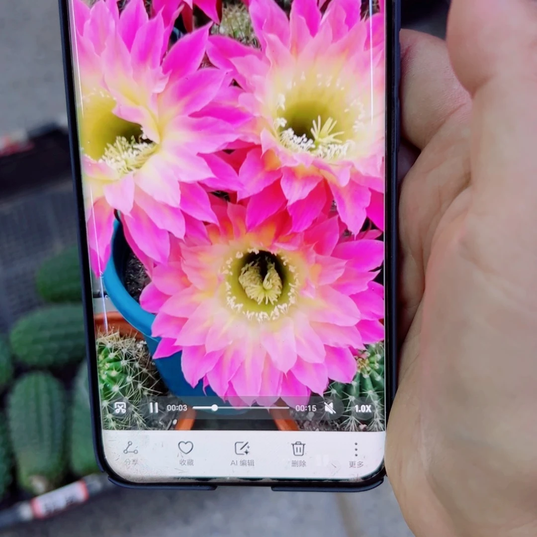 下36彩草萨苏歪无根侧芽4公分左右20包邮