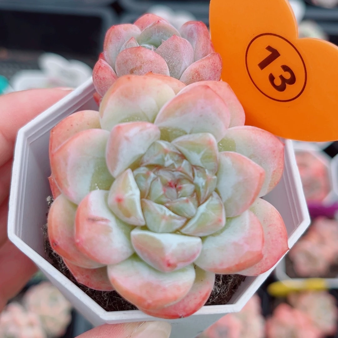 13号小老桩糖心双头