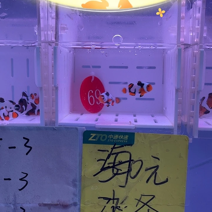 海水鱼精品毕加索