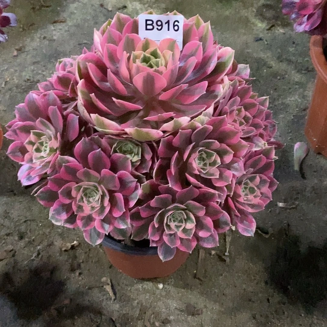 饭*女妖多肉植物916