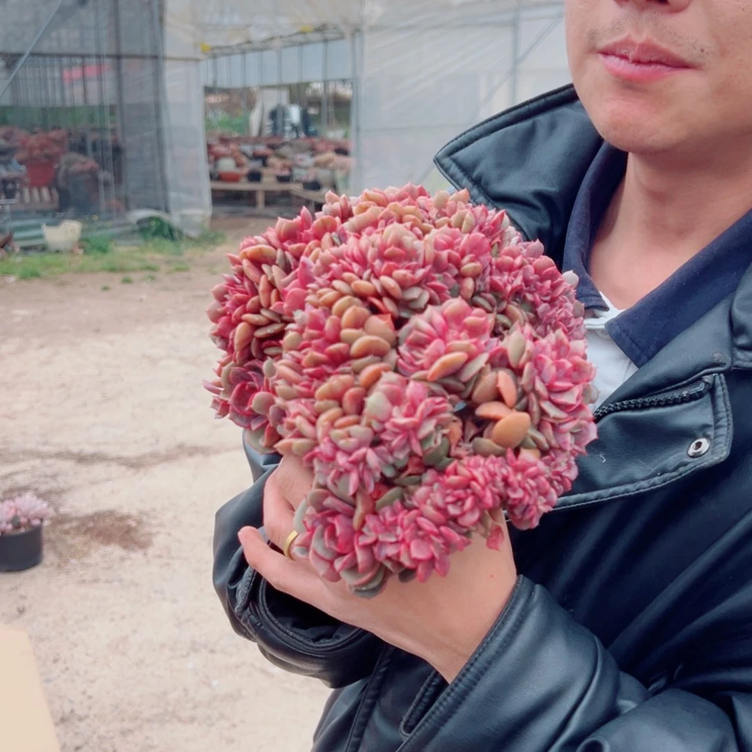 大红袍缀化多肉植物