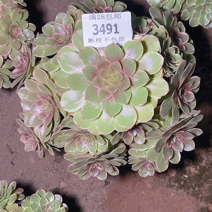 3491莲花座多肉植物