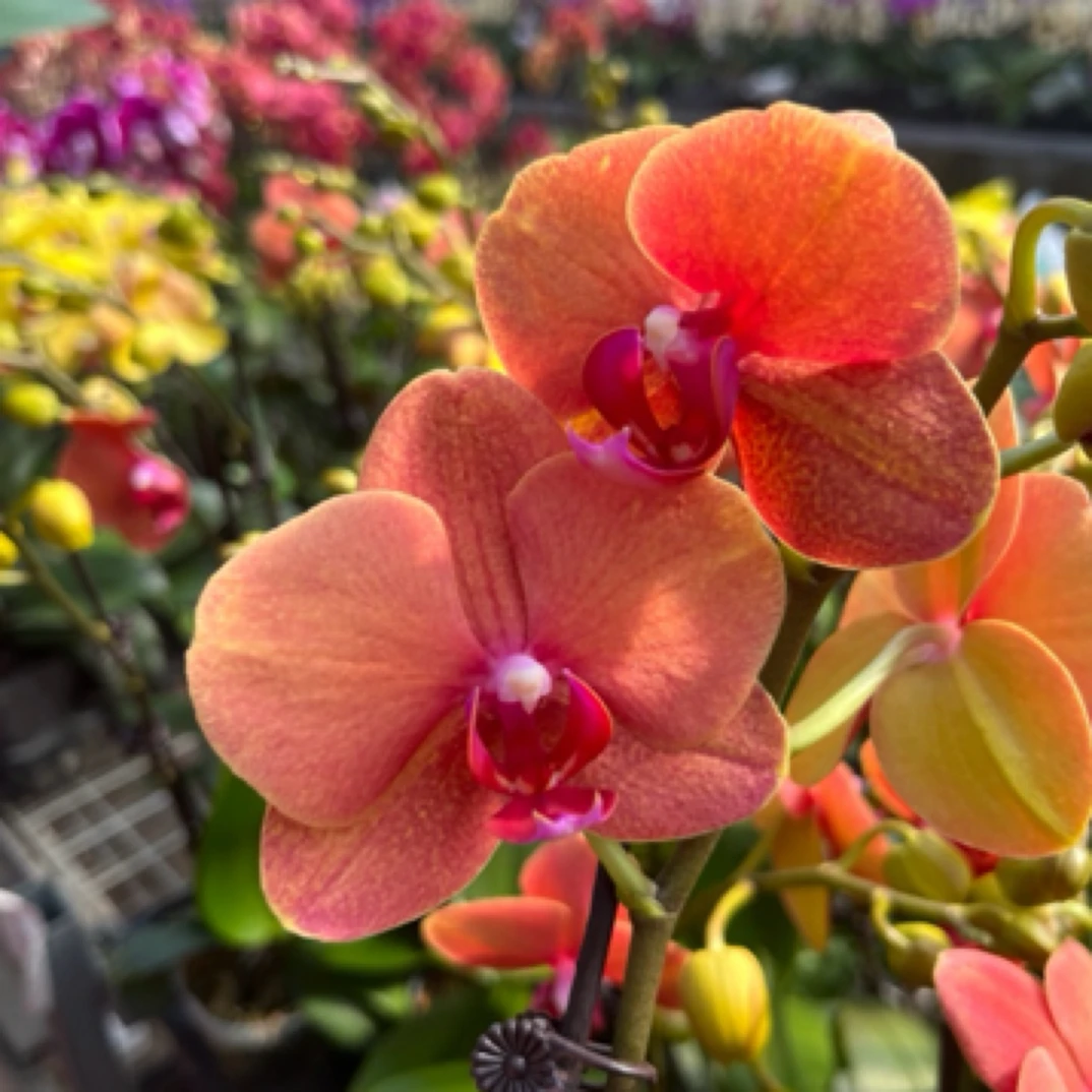 蝴蝶兰 金桔 带花带花苞