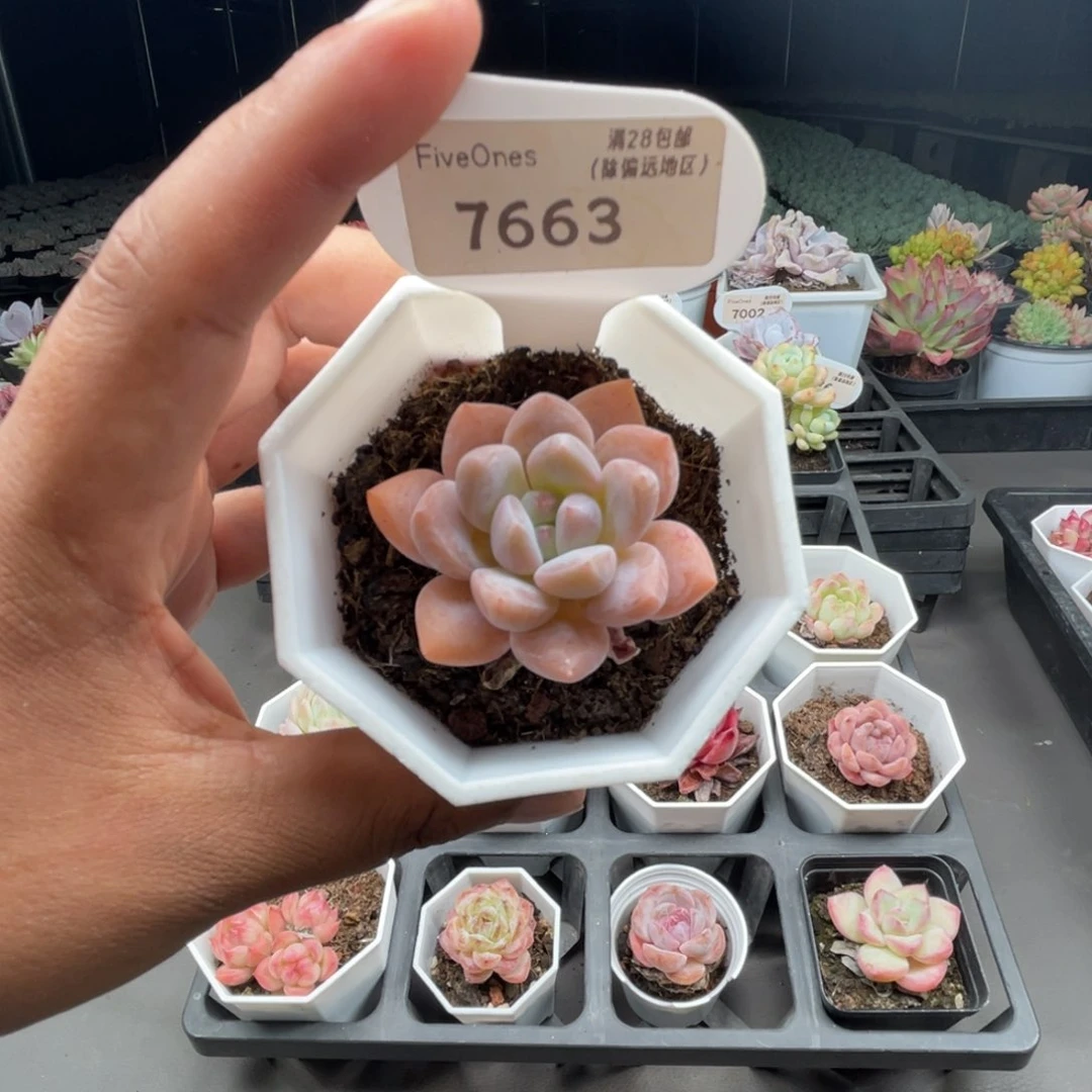 7663  op冰玉4.0厘米