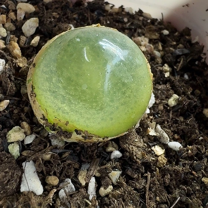 老马生石花2.5灯泡1512