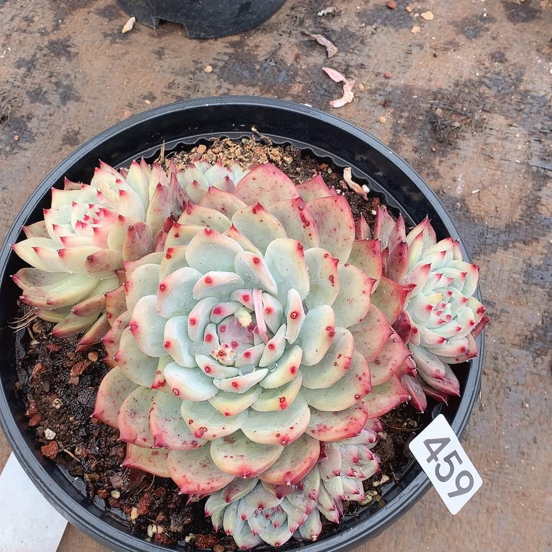 459卡罗拉一物一拍多肉