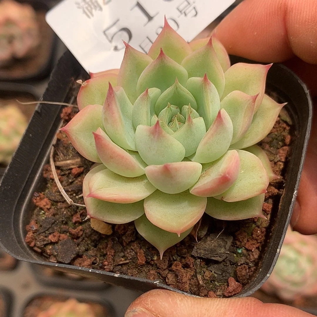 【闪购商品】云516