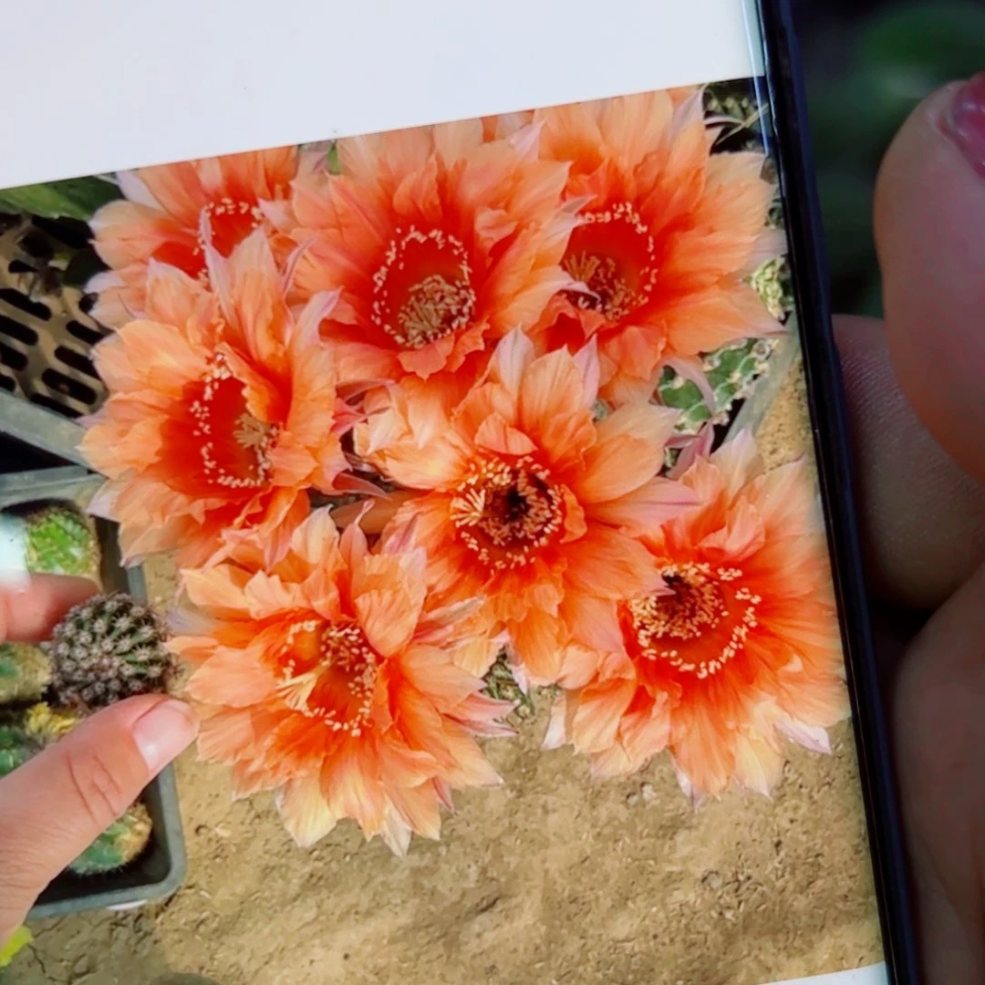 下171金刚27 歪无根侧芽4公分左右20包邮