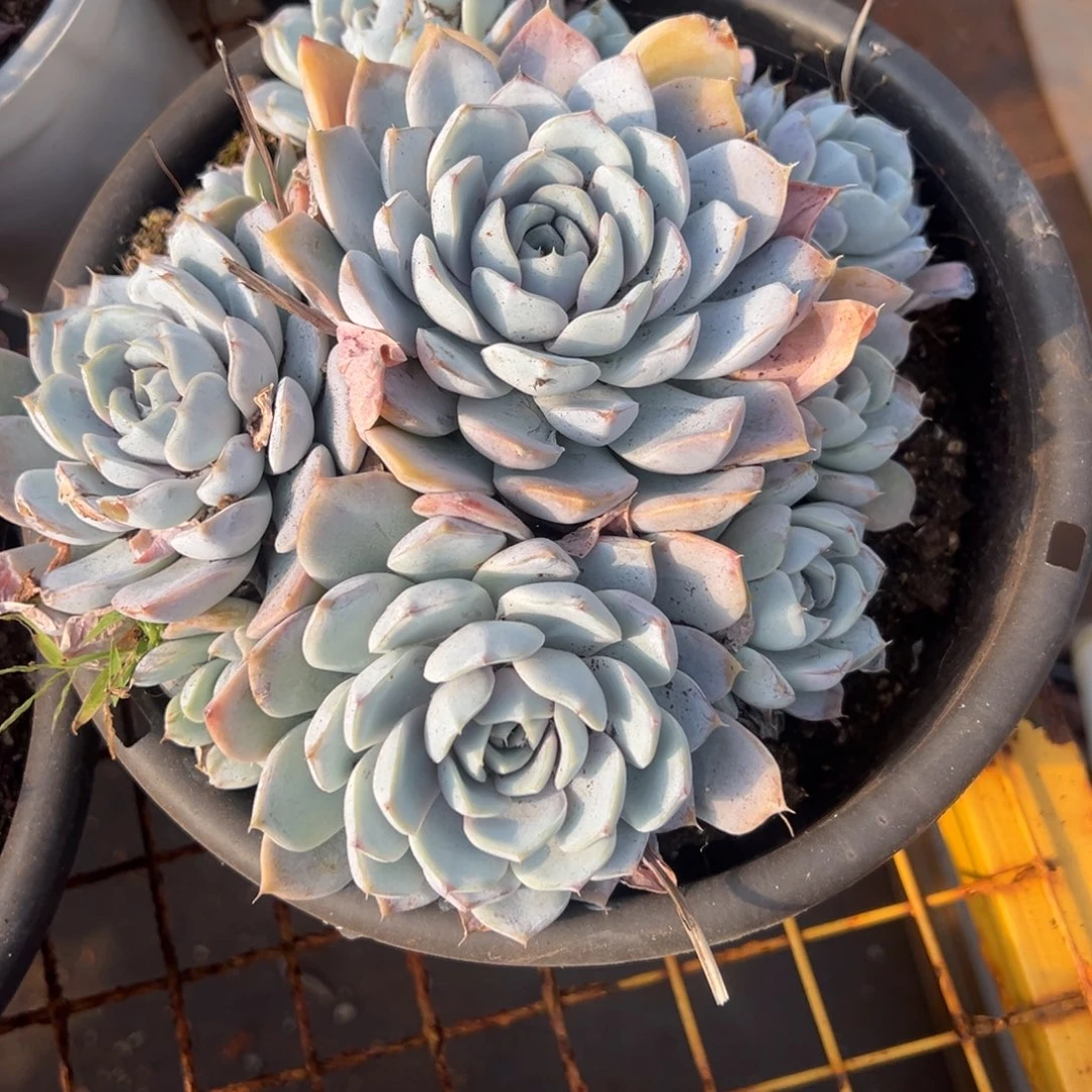 多肉植物血兔一个