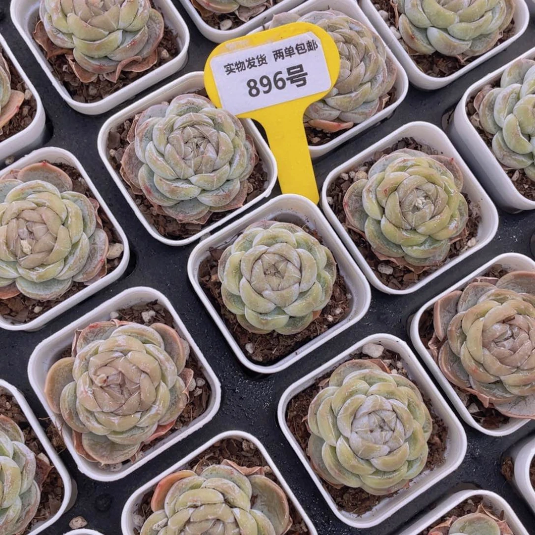 896号起司芝士单头一个