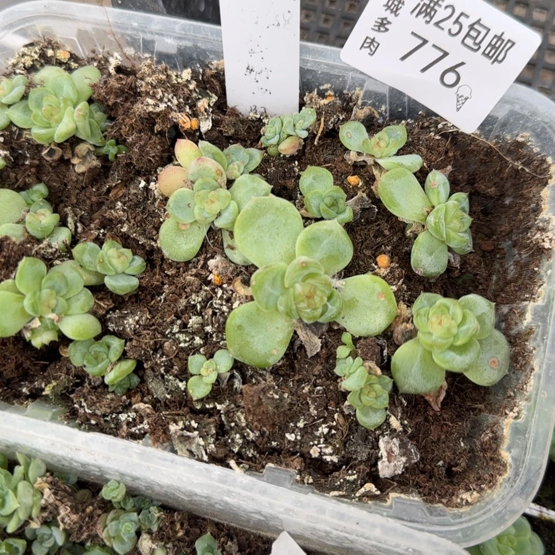 776 甜心一盒满20包邮