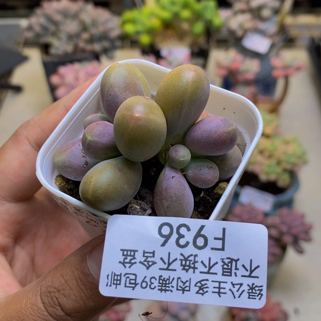 936糖果美人多肉4cm