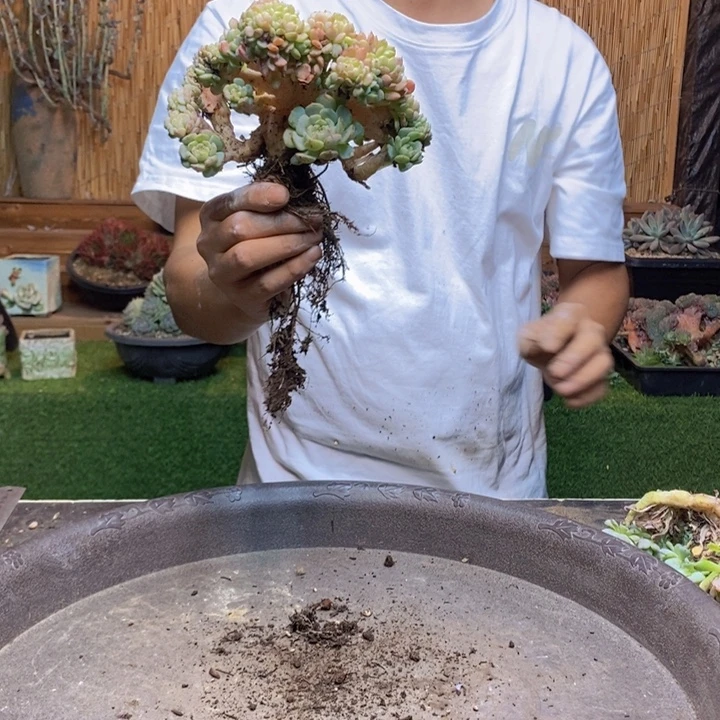成***长914 号白胖子多肉植物