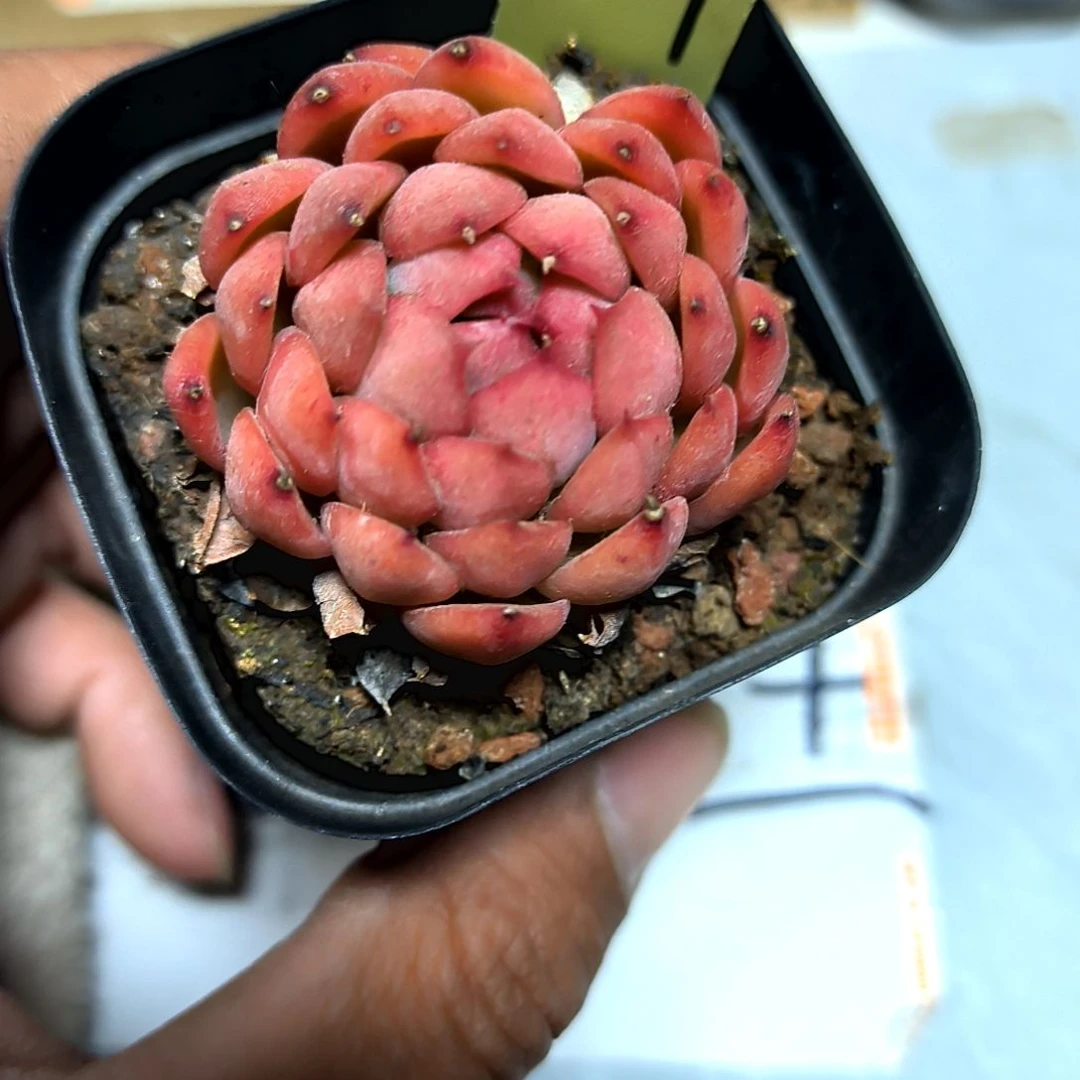 满6元包邮，67号绝绝子稀有品种