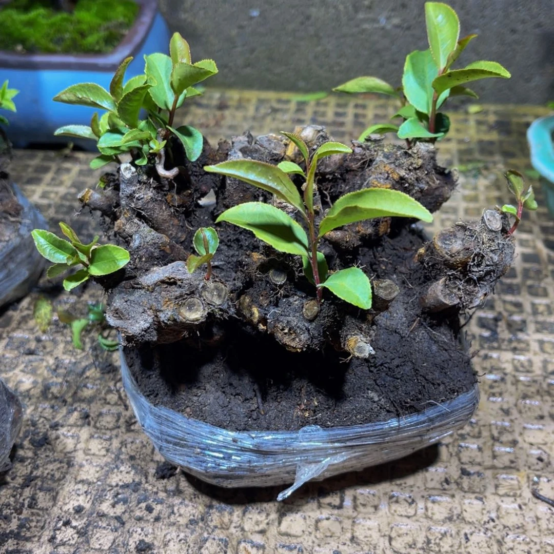 当前无花朵，栽培后可花朵