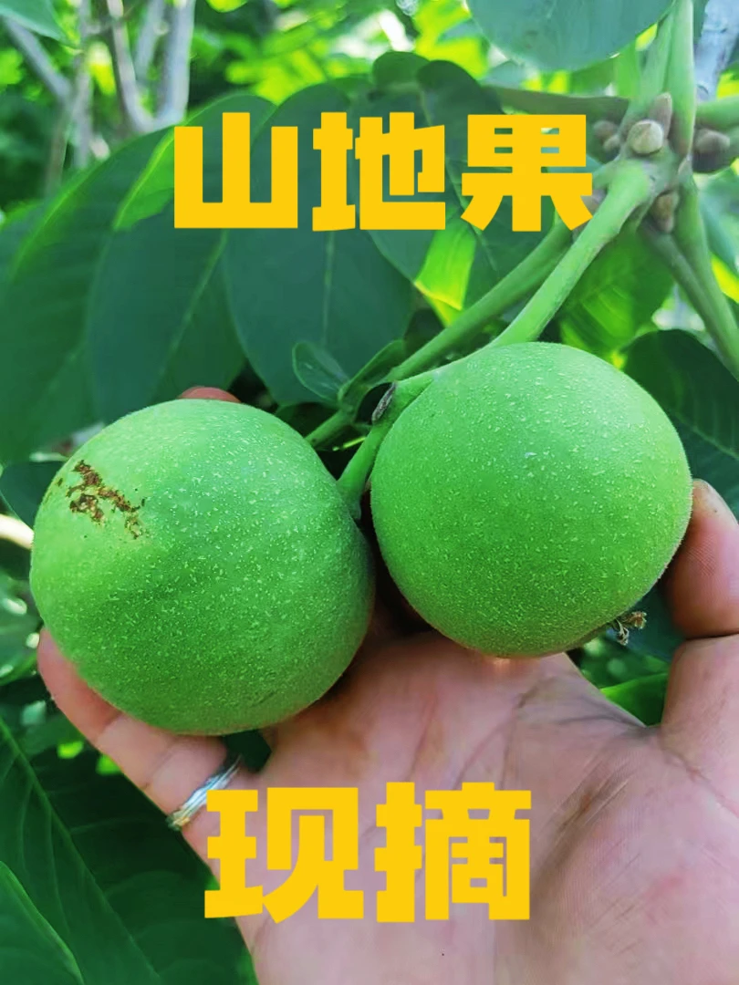 文玩核桃青皮现开不退不换