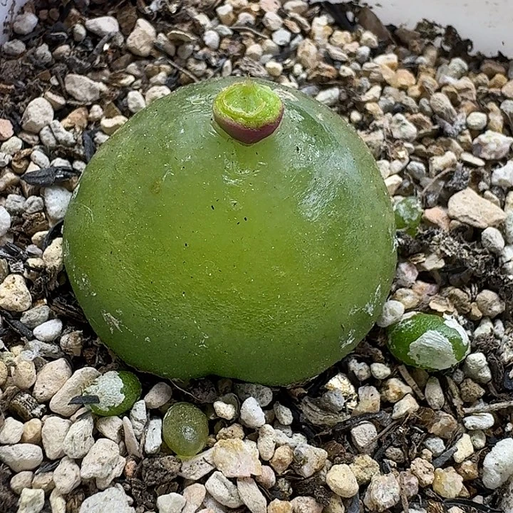 老马生石花3.2灯泡3040