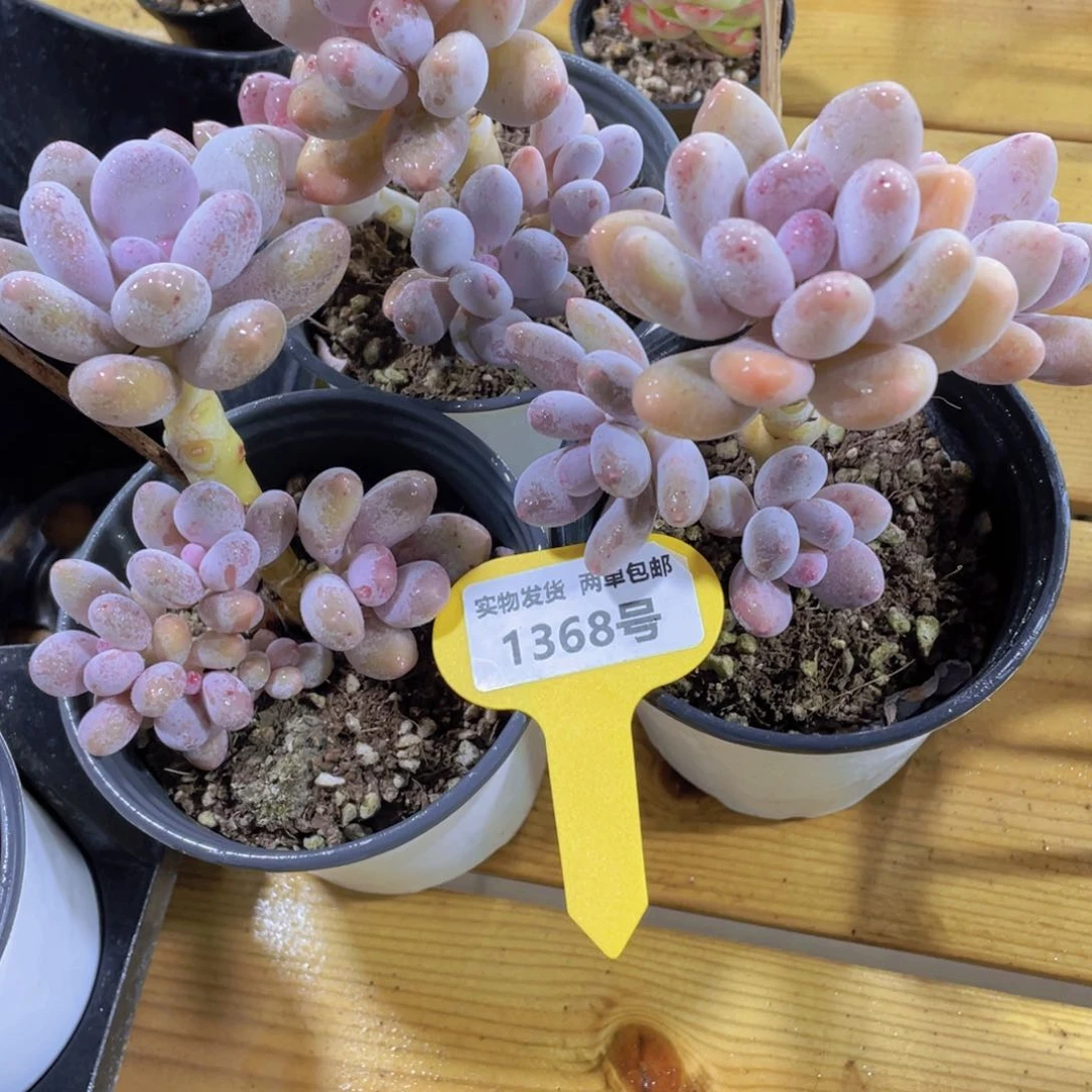 1368号 老桩蛋黄奶酪多头群一颗