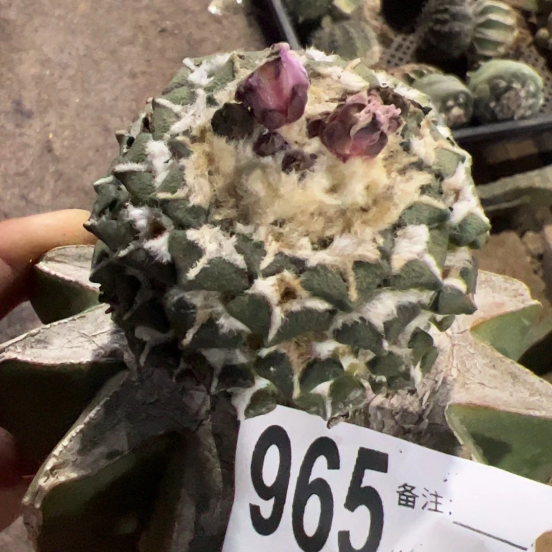 黑牡丹仙人球965